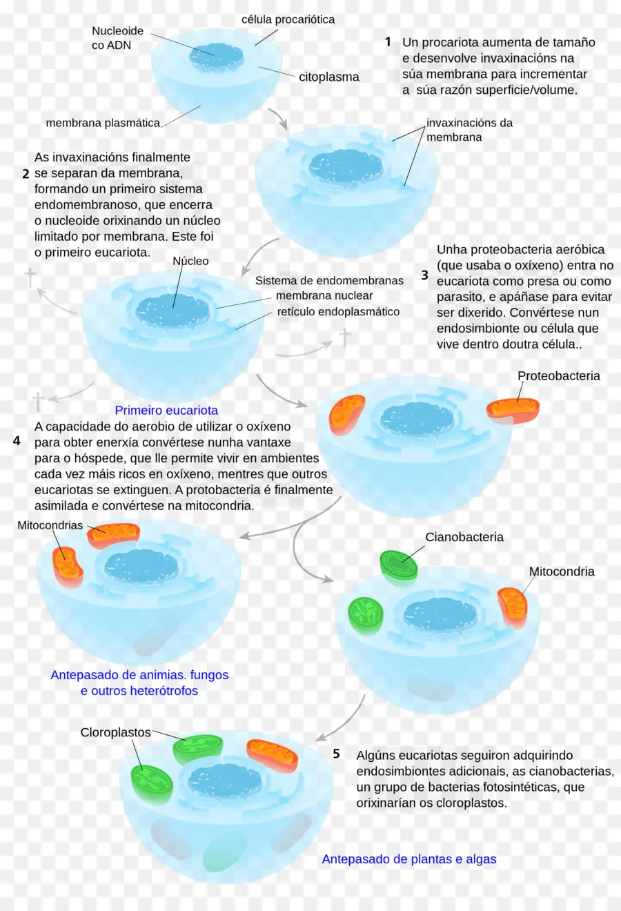Eukaryote，Células Eucarióticas PNG