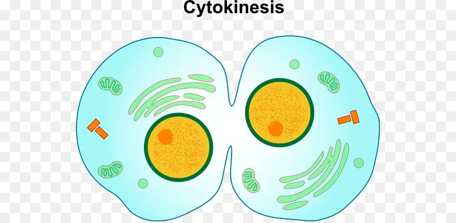 Citocinese Da Mitose，Citocinese PNG
