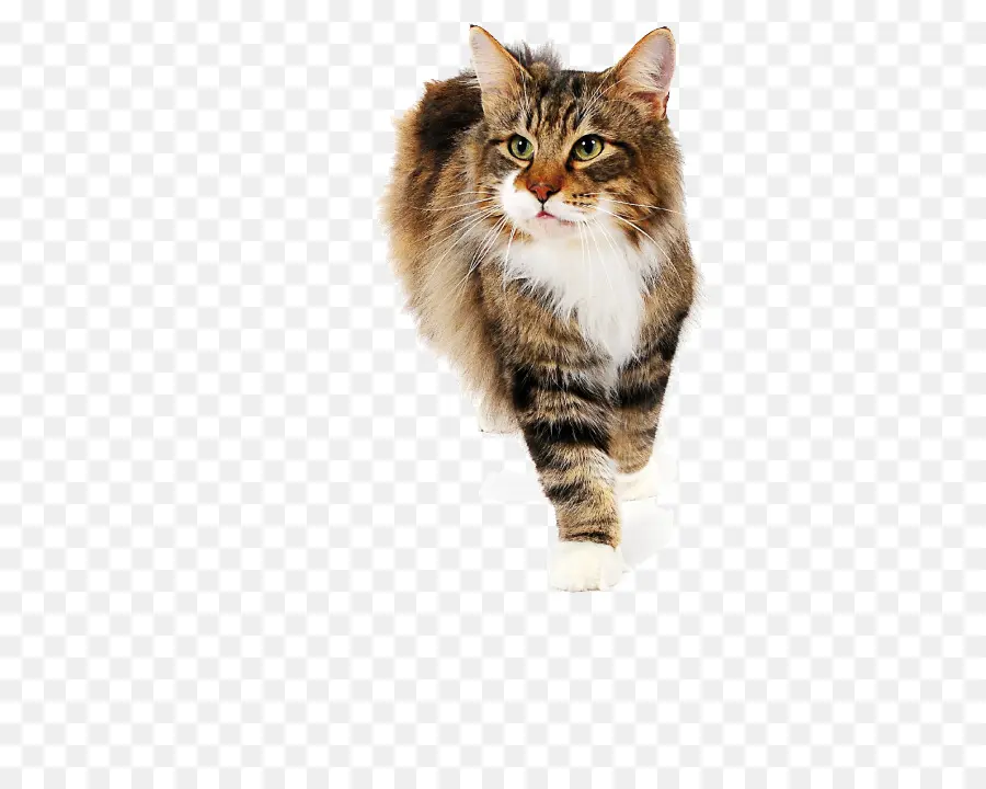 Gato Siberiano，Maine Coon PNG