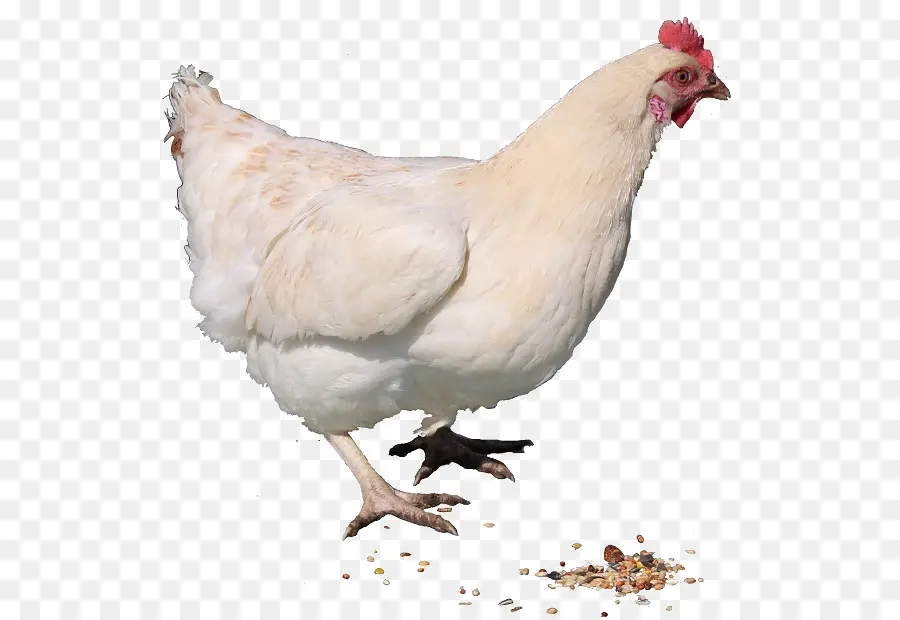 Frango，Galinha PNG