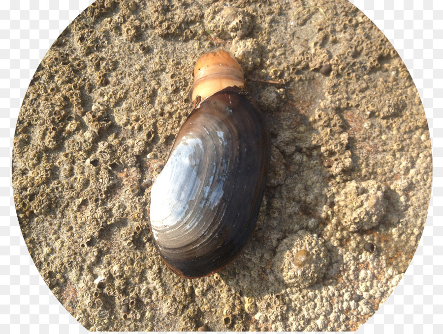 Clam，Caracol PNG