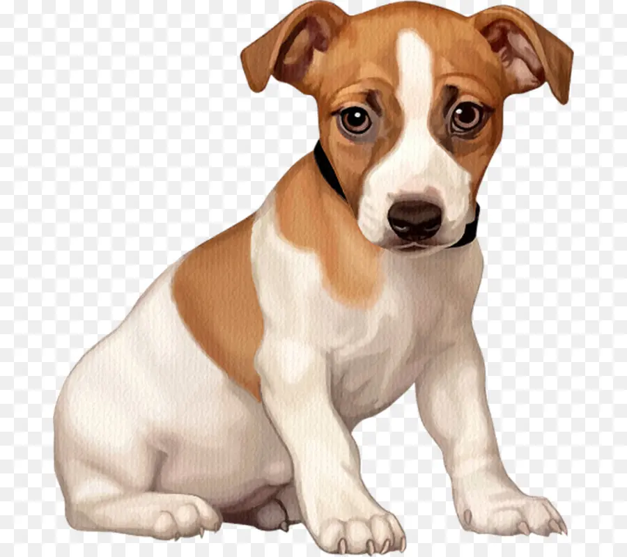 Filhote De Cachorro，Cachorro PNG