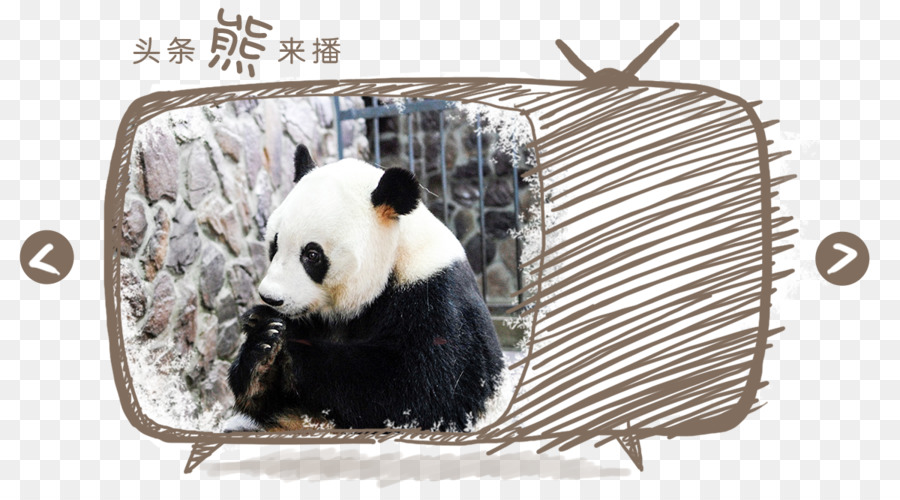 focinho Panda png