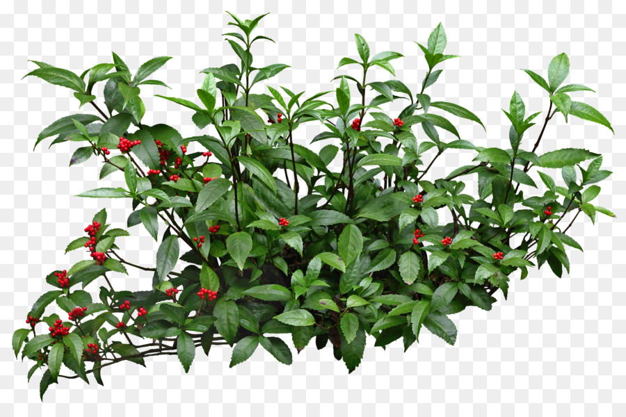 Arbusto，Plantas PNG