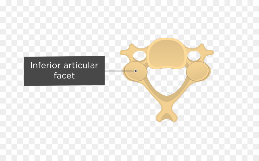 Articular Processos De，Coluna Vertebral PNG