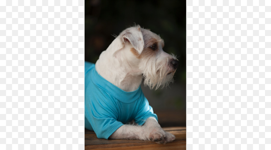 Schnauzer Miniatura，Schnoodle PNG