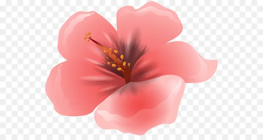 Flores Cor De Rosa，Flor PNG