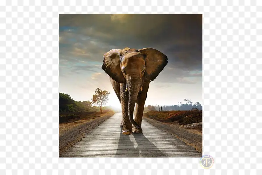 Elefante Africano，Elefantes PNG