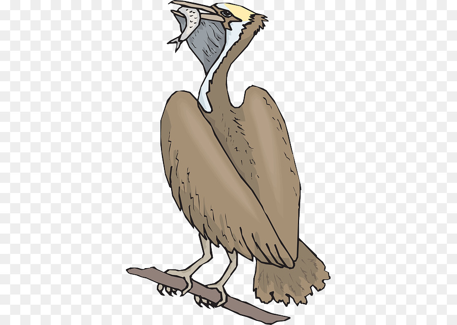 Aves，Pelicano PNG