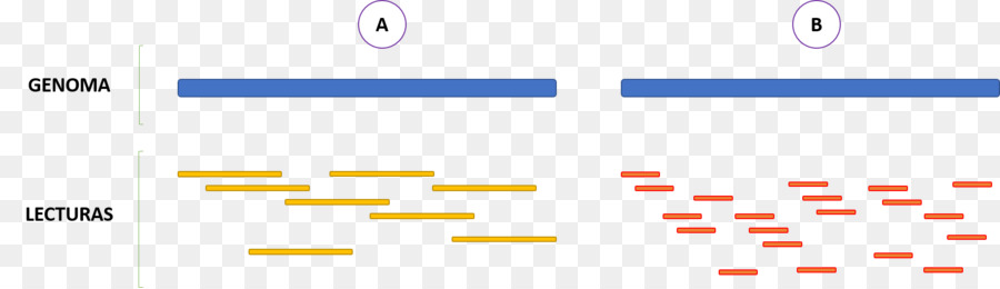 Sequenciamento De Dna，O Seqüenciamento PNG