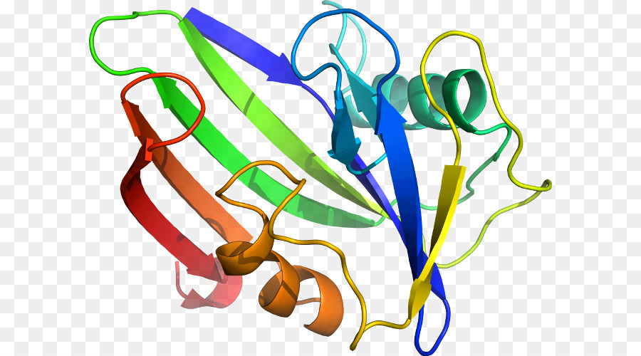 Estrutura Proteica，Biologia PNG