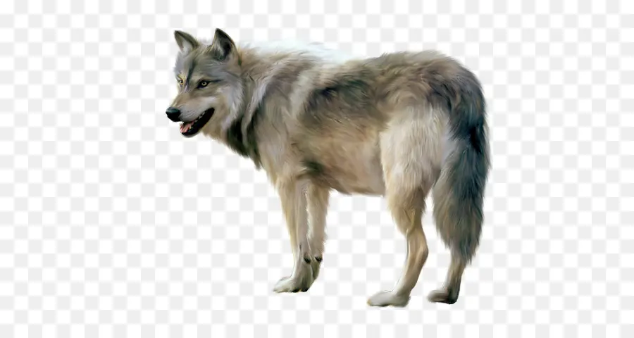 Papel De Parede Da área De Trabalho，Arctic Wolf PNG