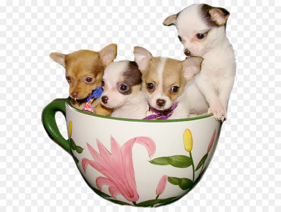 Cachorrinhos Em Uma Xícara，Cães PNG