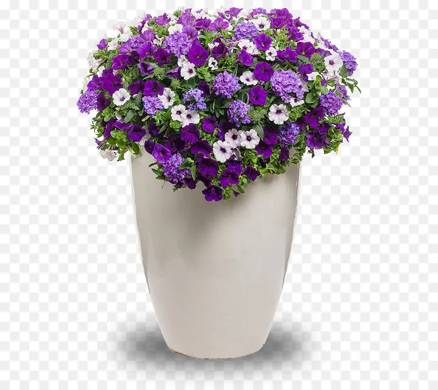 Flores Roxas，Vaso De Flores PNG