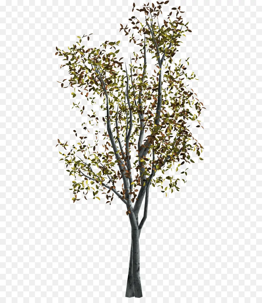 Galho，árvore PNG