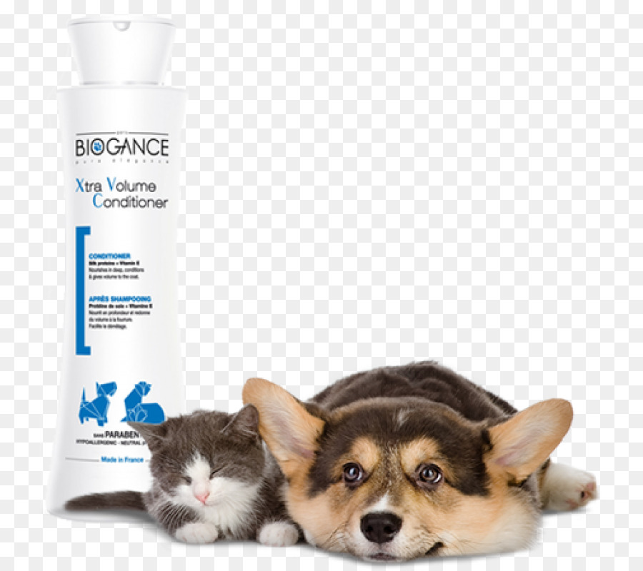 Pembroke Welsh Corgi，Gato PNG