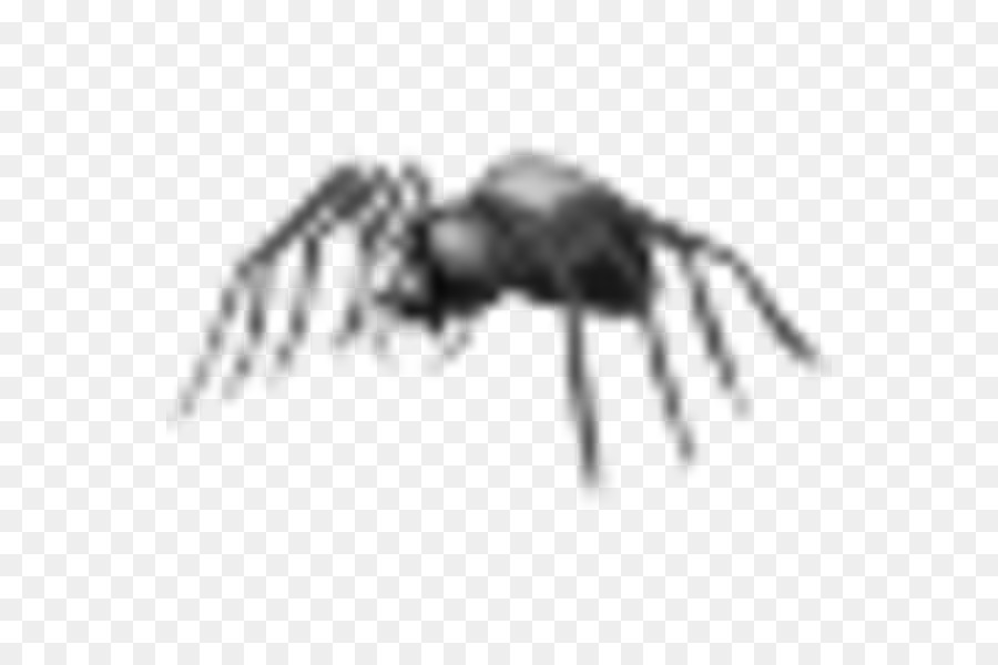 Inseto，Arachnid PNG