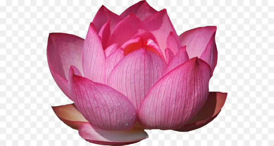 Lotus，Os Lírios De água PNG