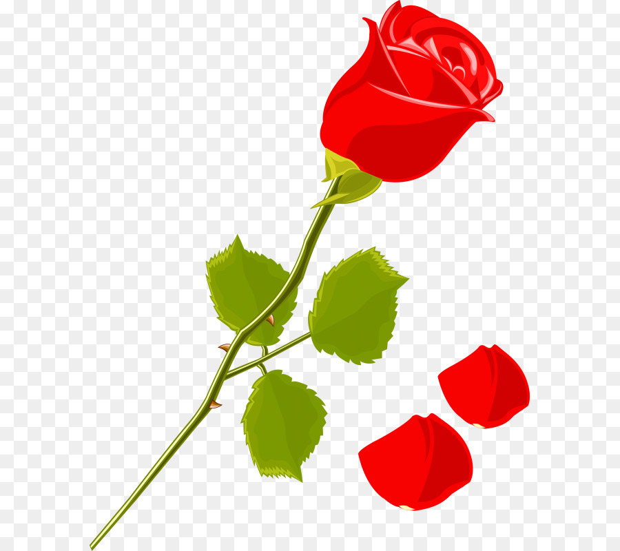 Rosa，Vermelho PNG