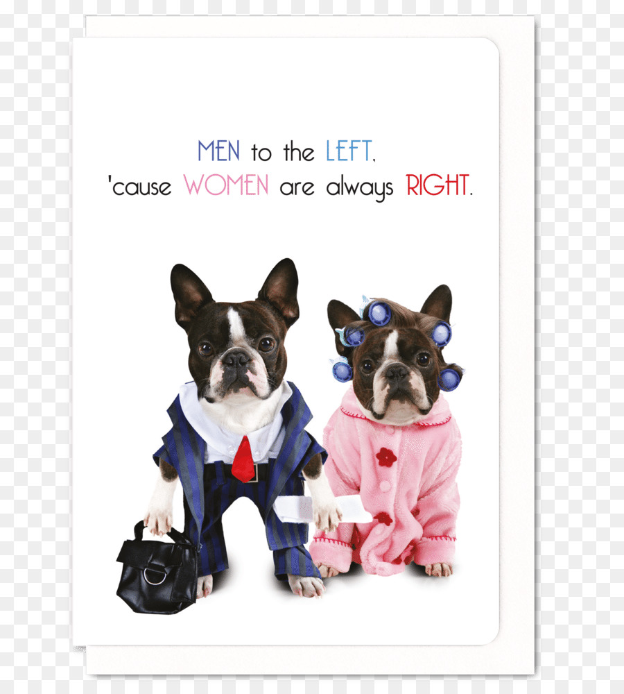 Boston Terrier，Filhote De Cachorro PNG