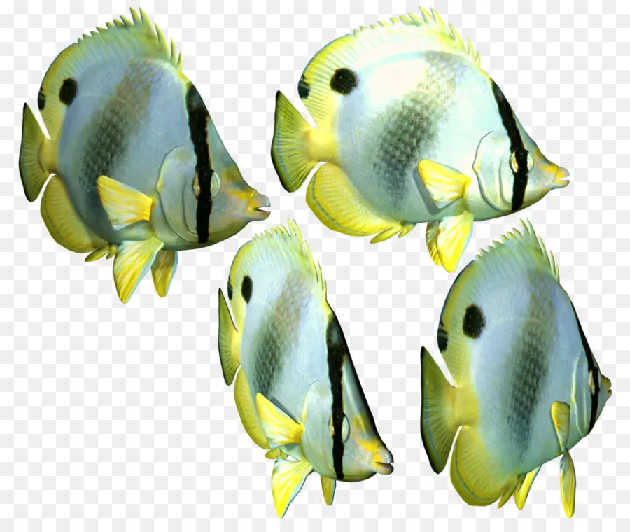 Angelfish，Peixes Tropicais PNG