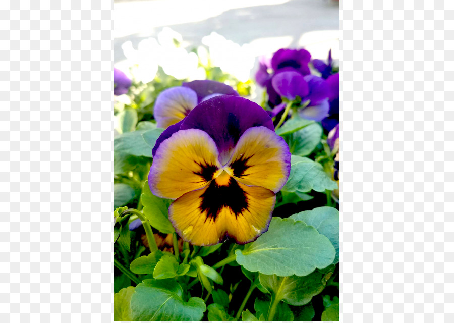 Pansy，Viola PNG