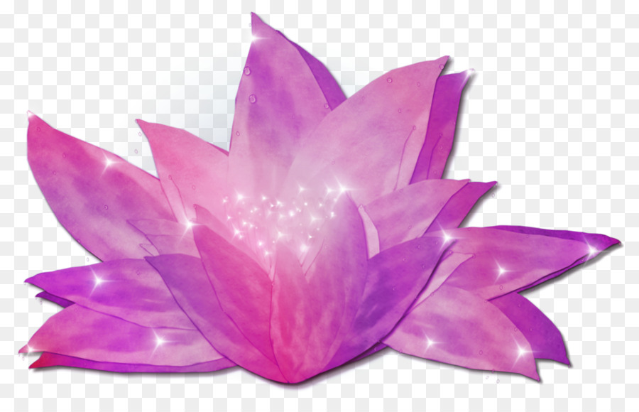 Flor De Lótus，Florescer PNG