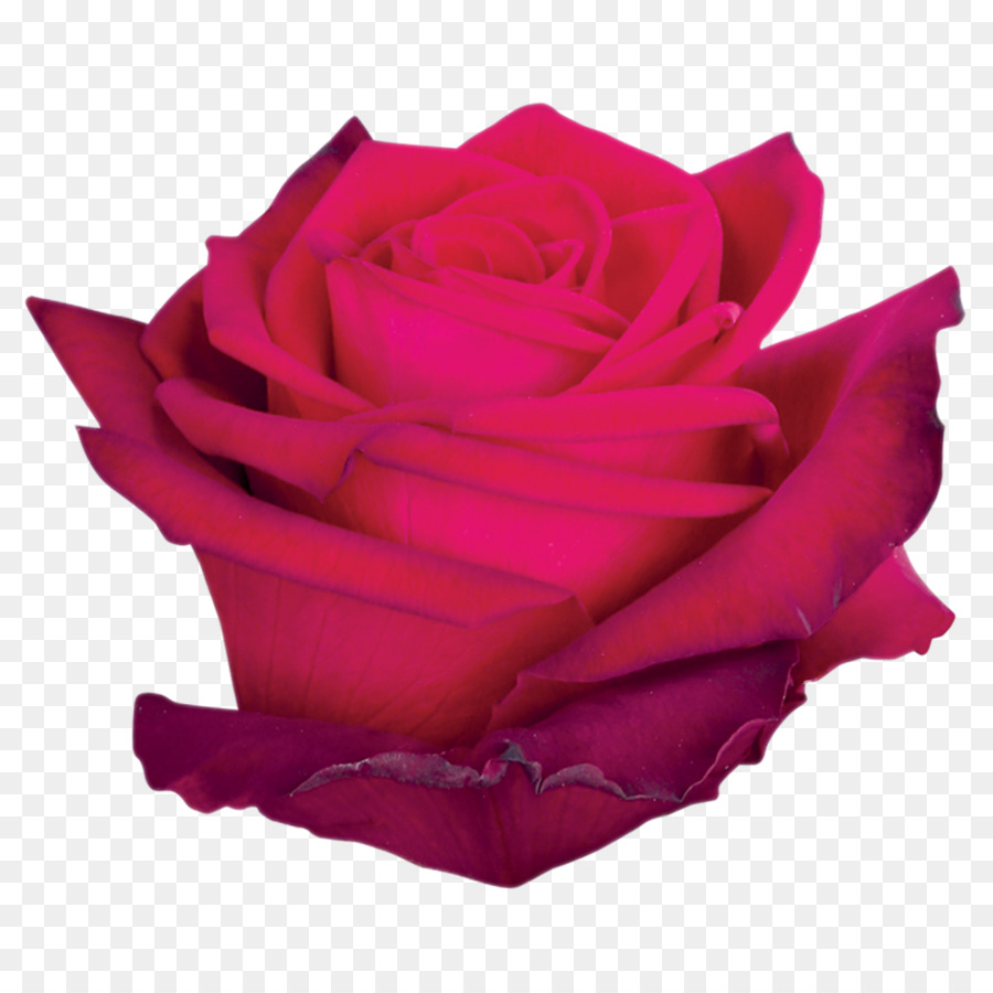 Rosas Vermelhas，Florescer PNG