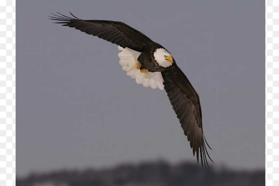 águia Careca，Aves PNG