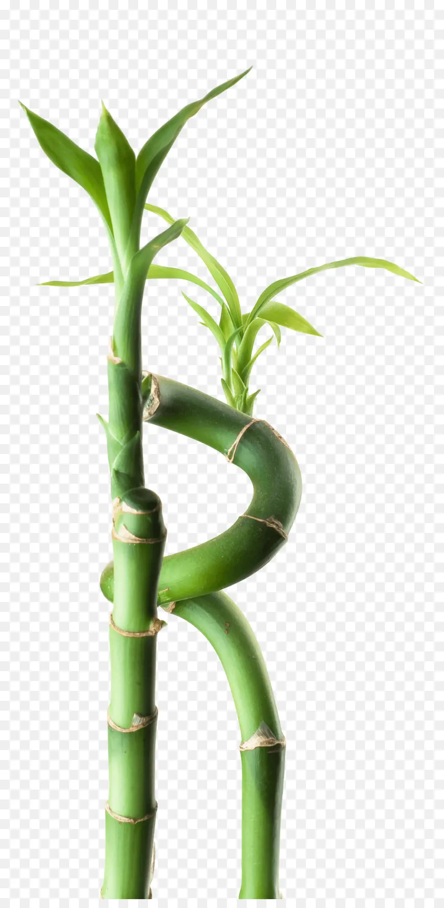 Bambu Da Sorte，Verde PNG