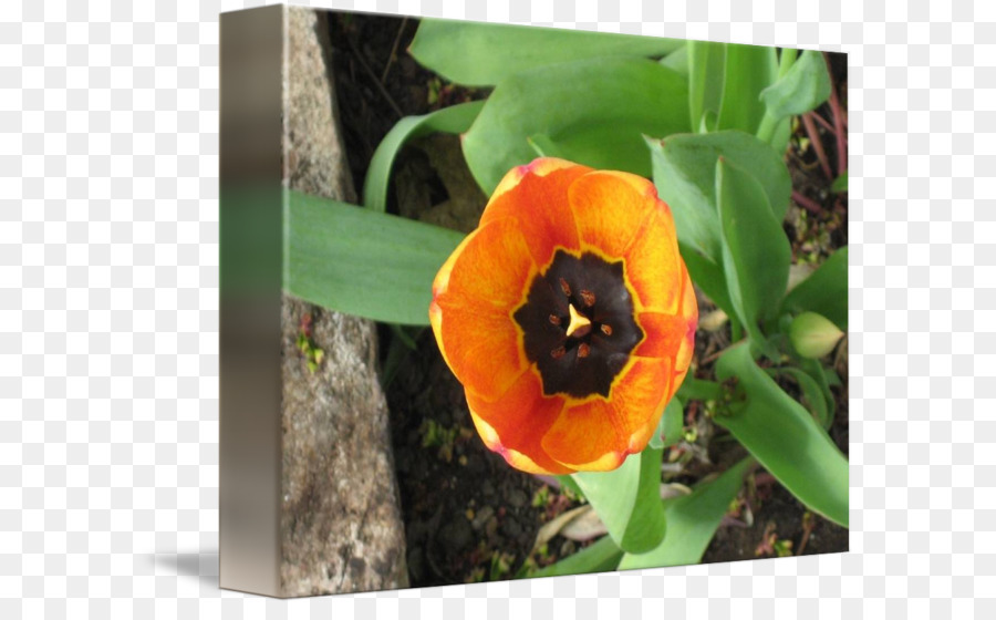 Tulip，Flores Silvestres PNG