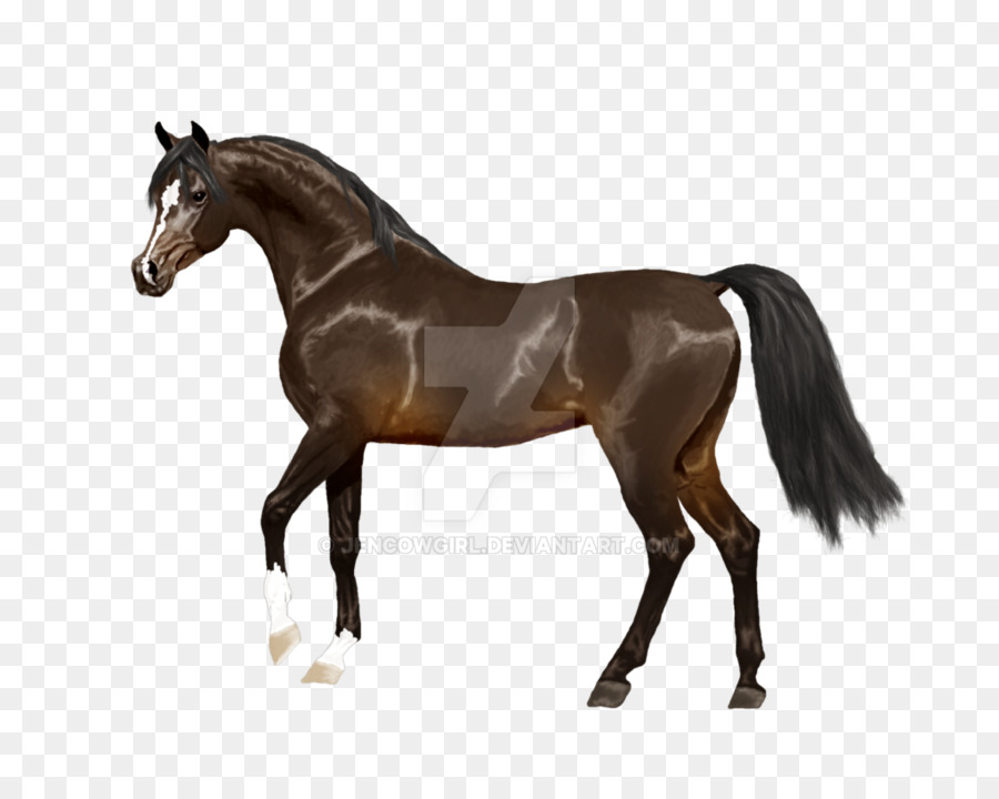 Cavalo fundo png & imagem png - Andaluz cavalo DeviantArt de