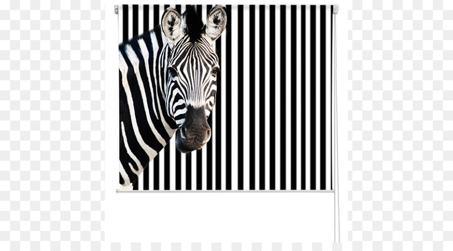 Zebra，Listras PNG