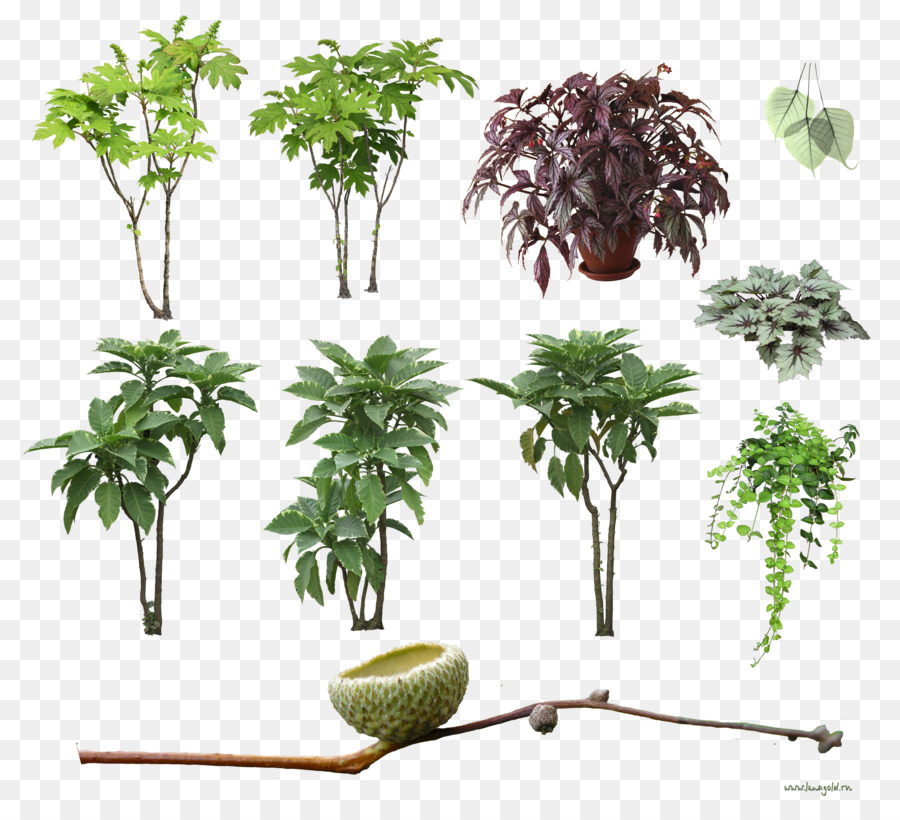 Plantas Lenhosas，Flowerpot PNG