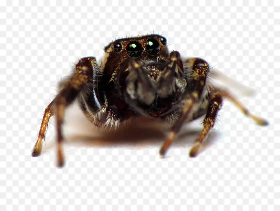 Lobo Aranha，Aranha PNG