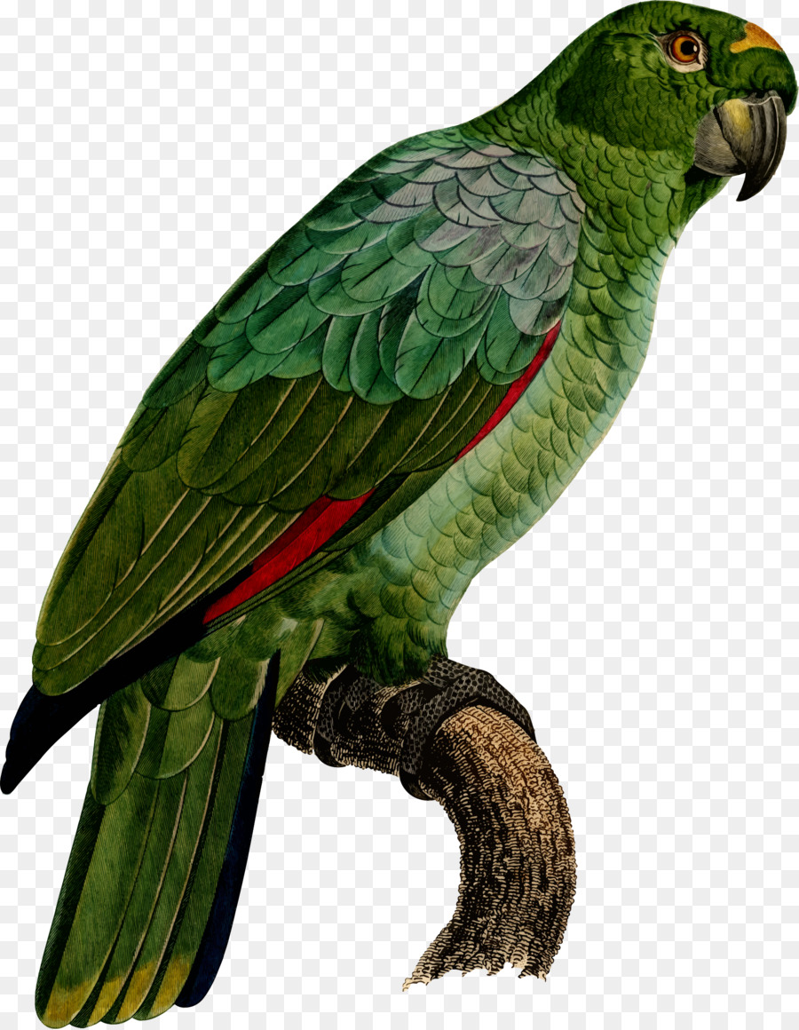 Papagaio Verde，Pássaro PNG