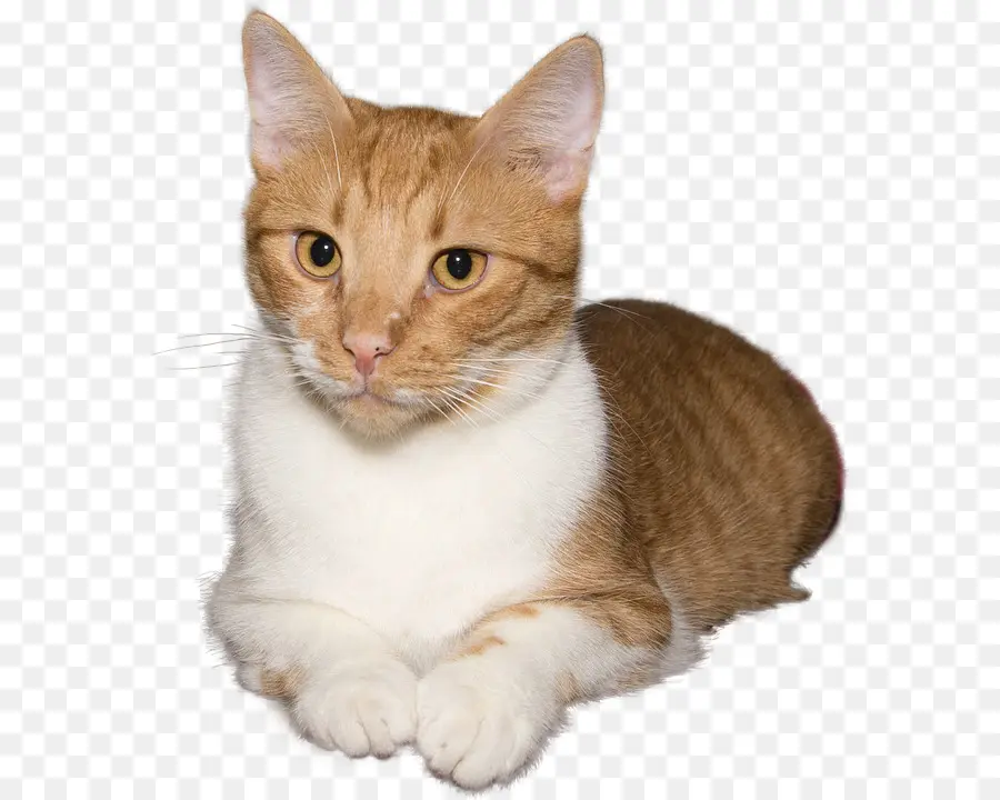 Gato Laranja，Felino PNG