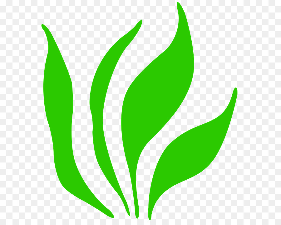 ícones Do Computador，Planta Herbácea PNG