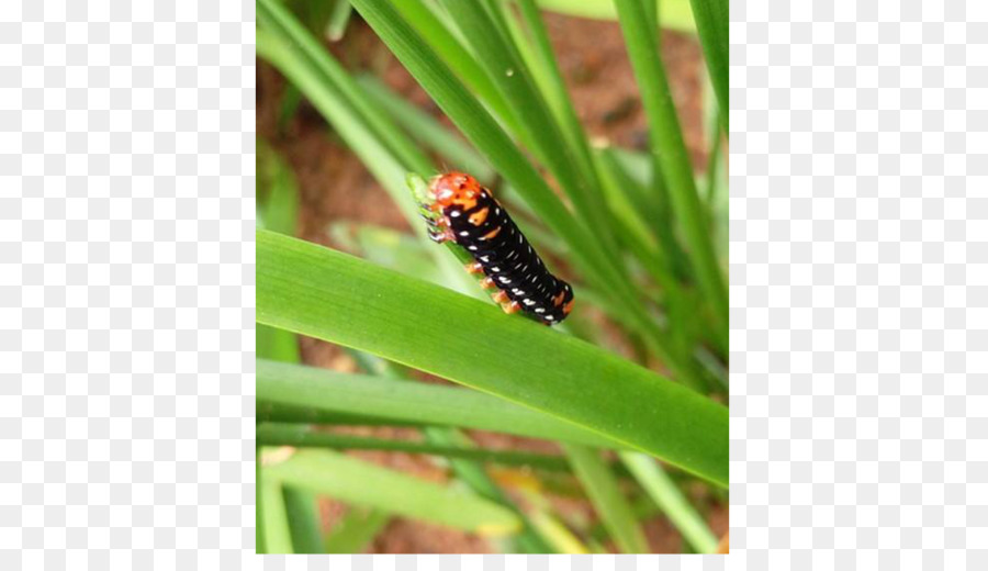 Caterpillar，Chennai PNG