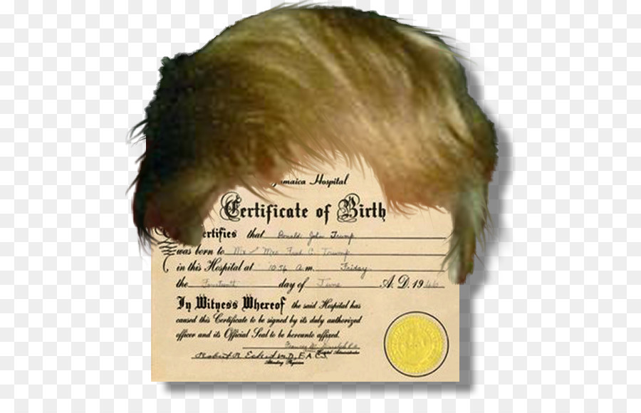 Certidão De Nascimento，Cabelo PNG