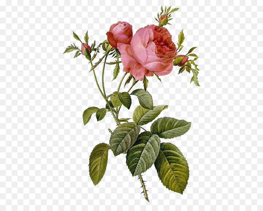 Les Roses，Pierrejoseph Temido 17591840 PNG