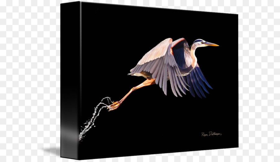 Heron，Aves PNG