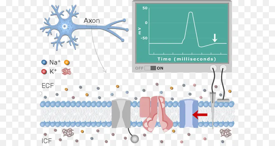 Diagrama De，Neurônio PNG