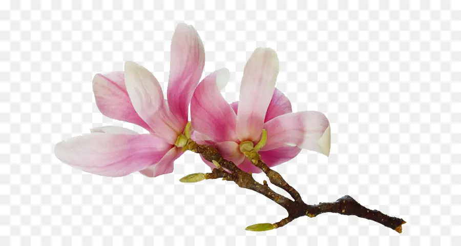 Chinês Magnolia，Aquarela Flores PNG