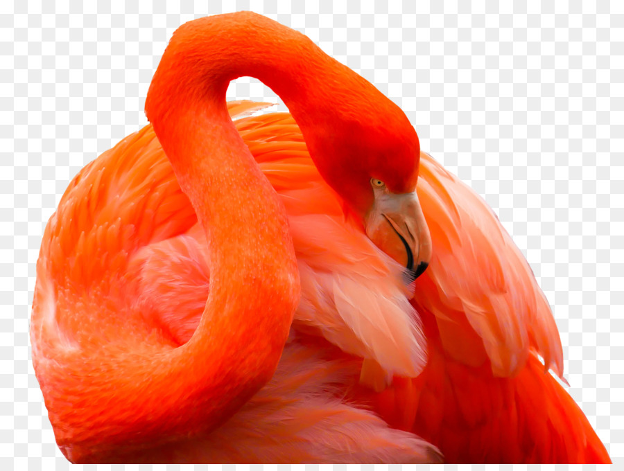 Flamingo Laranja，Pássaro PNG