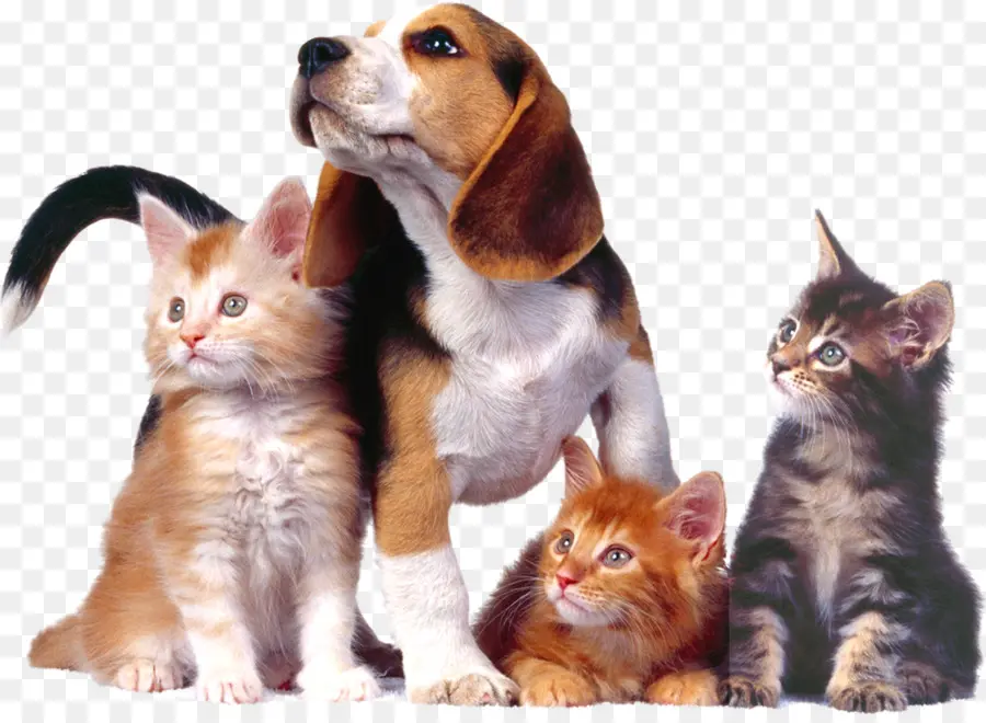 Cachorro E Gatinhos，Animais De Estimação PNG