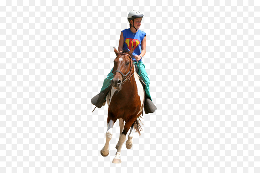 Cavaleiro，Equestre PNG