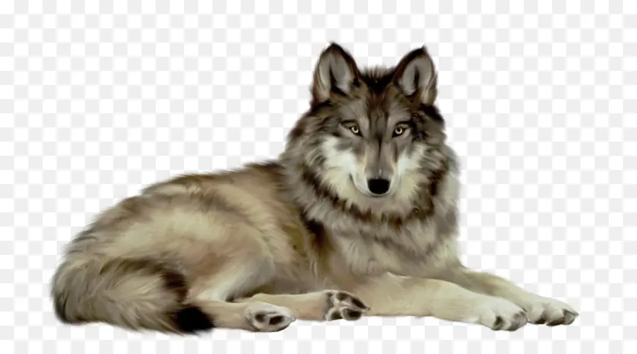 Saarloos Wolfdog，Checoslováquia Wolfdog PNG