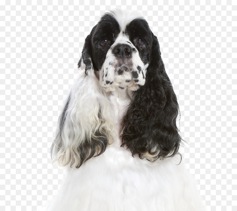 American Cocker Spaniel，Cocker Spaniel Inglês PNG