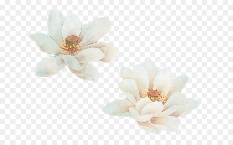 Flores Brancas，Florescer PNG